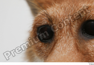 Fox  2 eye 0006.jpg